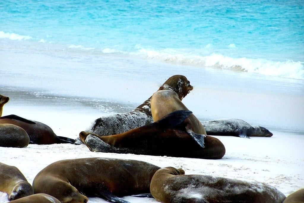 Galapagos sea lions