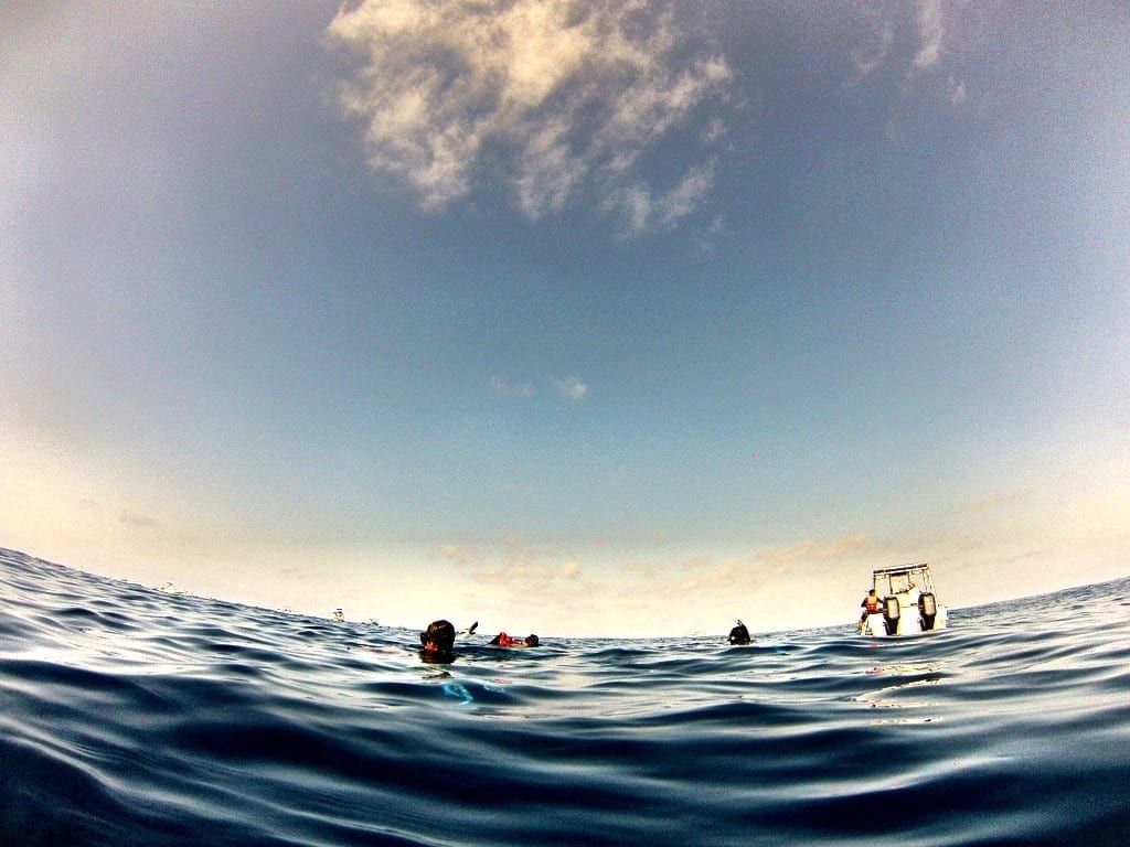 whale sharks