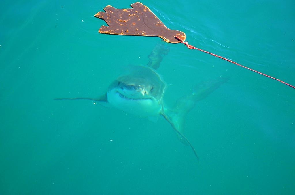 Great White Shark South Africa