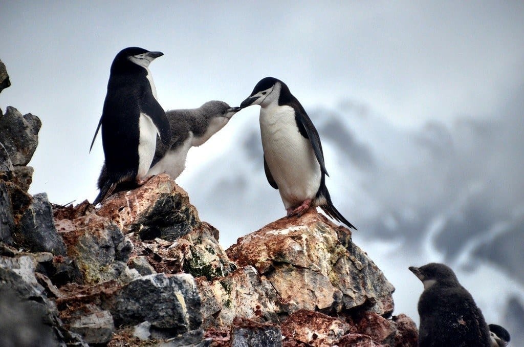 Penguins Antarctica